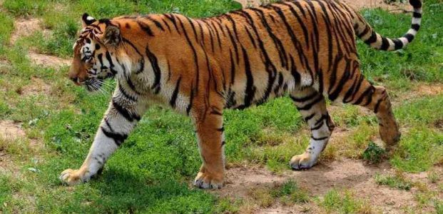 Upaya Penyelamatan Bonita Masih Terus Dilakukan