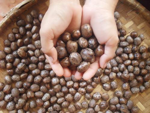 Luar Biasa, Biji Karet bisa jadi Kerupuk