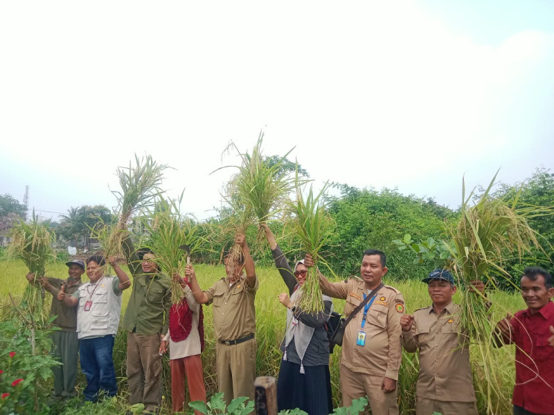 Meranti Sejahtera Optimis, Targetkan Produksi Padi Berkualitas di 2 Hektar Lahan Bantuan