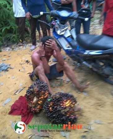 Harga sawit meroket, Ninja sawit beraksi