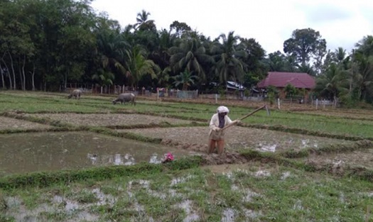 Petani Padi di Salo Tidak Pernah Dapat Bantuan dan Penyuluhan