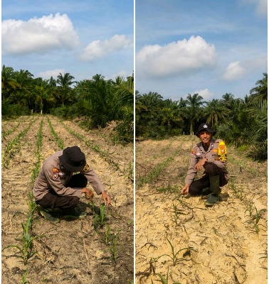 Dukung Ketahanan Pangan Nasional, Polsek Mandau Kelola Lahan Jagung Program 1 Juta Hektar