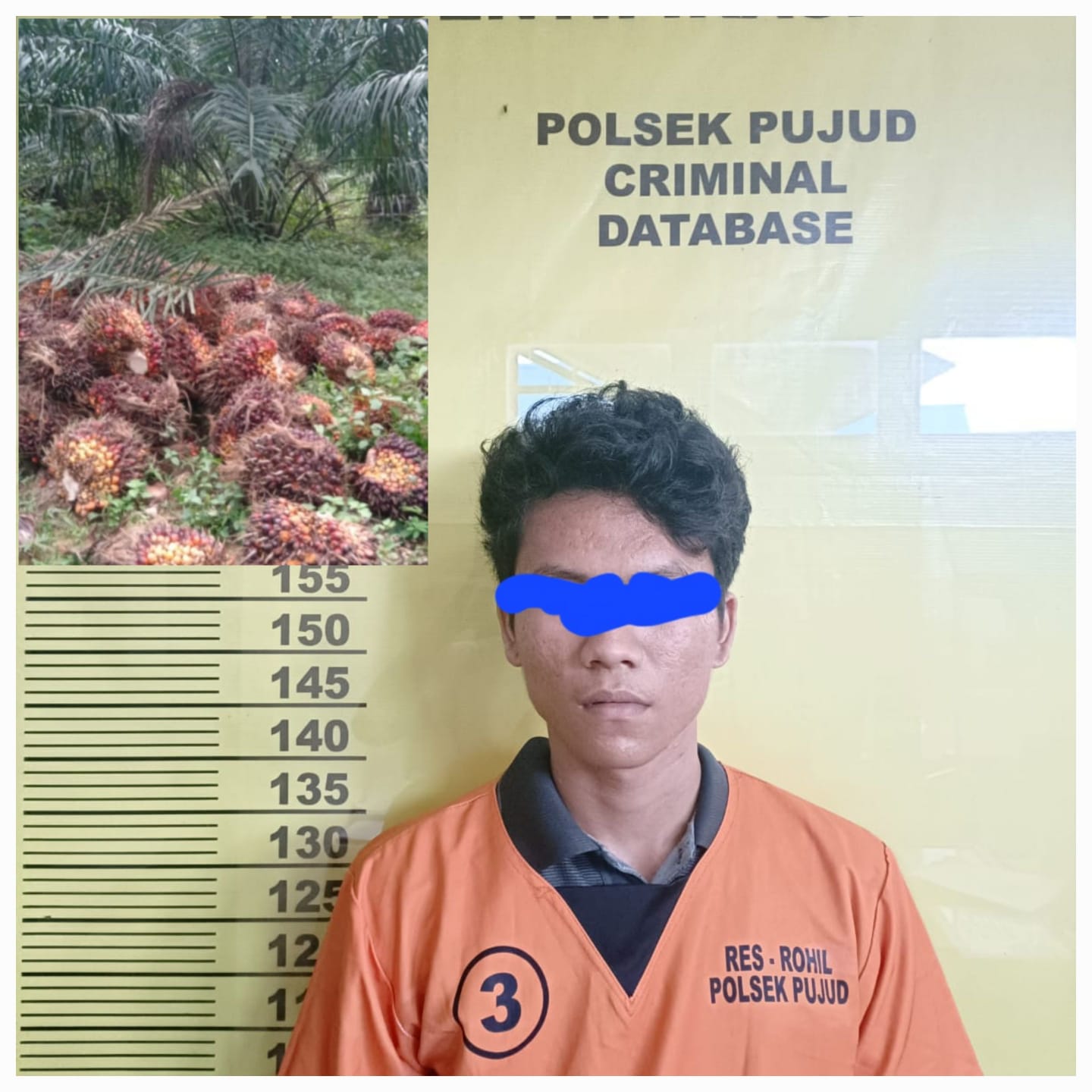 Terlibat Dalam Pencurian Buah Sawit Milik PTPN V, Oknum Satpam Ini Diamankan Polisi