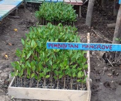BEM UNRI Sosialisasikan Penanaman Mangrove Ke Desa Pangkalan Jambi - Bengkalis