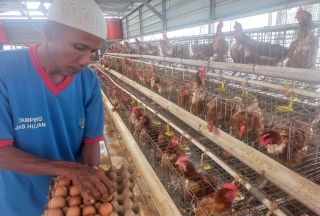 Warga Lapas Kelas IIA Pekanbaru Diajarkan Beternak Ayam dan Bebek Petelur