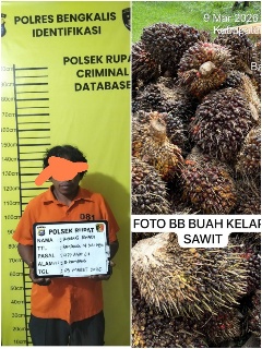 “Ninja Sawit”, Curi 158 Tandan Sawit dan Positif Narkoba Satu Pelaku Ditangkap Polsek Rupat