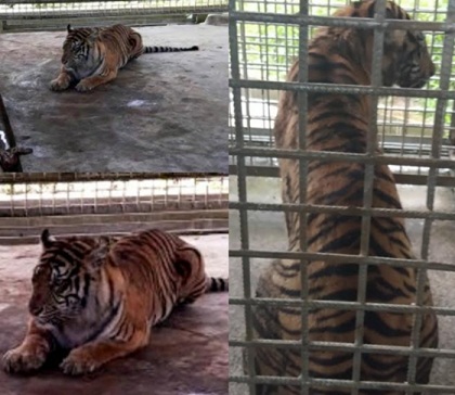 Begini Kondisi Terkini Bonita di Pusat Rehabilitasi Harimau Sumatera Dharmasraya