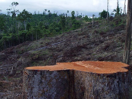 Mabes Polri Selidiki Perambahan Hutan TNBT di Indragiri Hulu