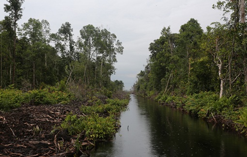 Industri HTI Riau Terancam Kekurangan Bahan Baku
