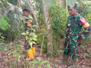 Cuaca Mendung Serta Hujan Terus Menerus, Babinsa Mandau Tetap Lakukan Pemantauan Karhutla