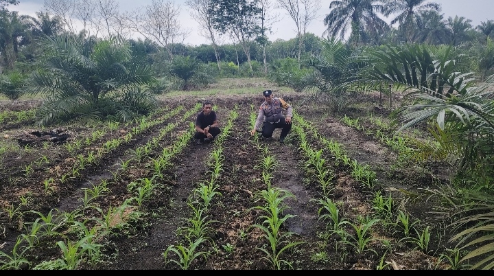 Bhabinkamtibmas Dampingi Petani Pantau Pertumbuhan Jagung Pipil di Bukit Kayu Kapur