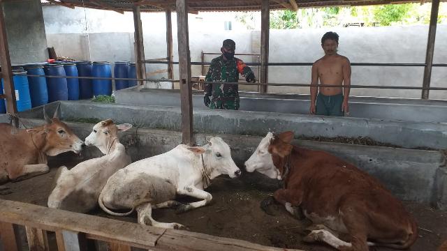 Waspada PMK, Babinsa Tasik Tebing Serai Pantau Peternakan
