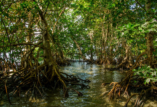 Restorasi Mangrove Merupakan Tanggung Jawab Semua Pihak