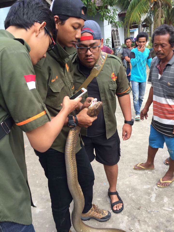 Komunitas Retic Ungkap Taring Ular kobra Milik Ice sudah dicopot