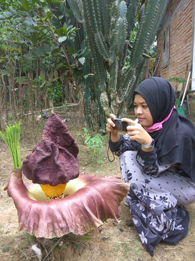 Raflesia Tumbuh di Halaman Warga Bukit Petaling-Inhu