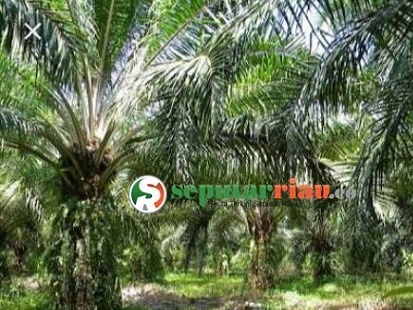 Waspada ” Ninja Sawit “ bagi petani sawit