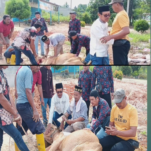 Parsadaan marga siregar kecamatan balai jaya serahkan satu ekor lembu untuk qurban