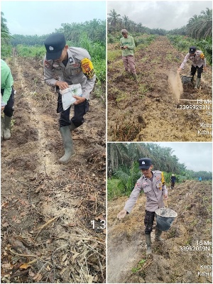 Polsek Mandau Intensifkan Pengelolaan Lahan Jagung Program 1 Juta Hektar Asta Cita Presiden RI