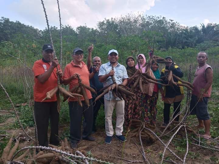 Bersama Masyarakat Kampung Dalam, Plt.Bupati Labuhanbatu Panen Ubi Kayu
