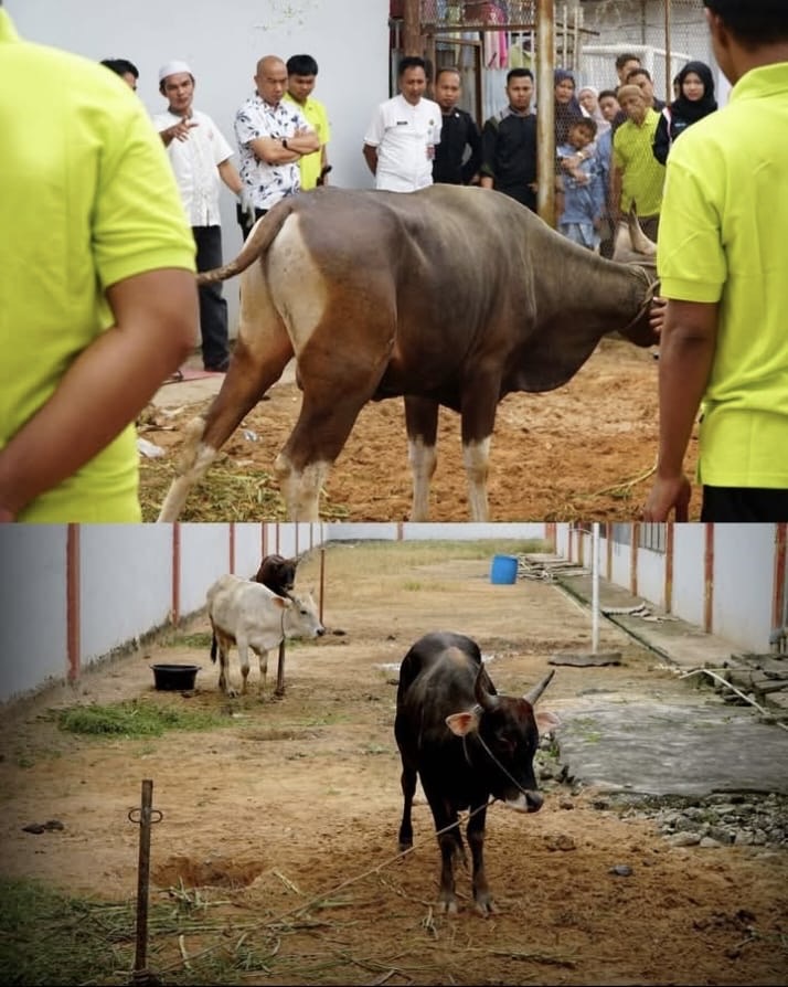 Pupuk Rasa Kebersamaan di Balik Jeruji, Rutan Dumai Gelar Penyembelihan Hewan Kurban