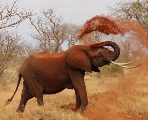 Siak Gunakan Sepasang Gajah Jinak Untuk Memancing Gajah Liar Keluar