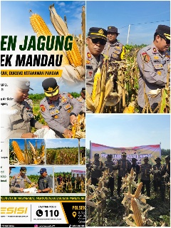 Hasil Yang Memuaskan, Polsek Mandau Panen Jagung Bersama Masyarakat Desa Air Kulim