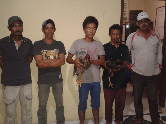 Personil Polsek Kemuning Tangkap Pelaku Judi Sabung Ayam