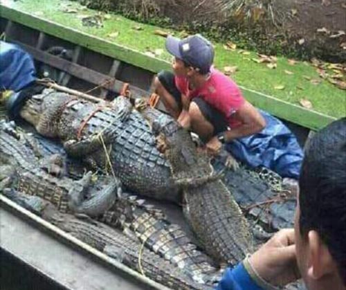 Warga Teluk Belengkong Tangkap Puluhan Buaya