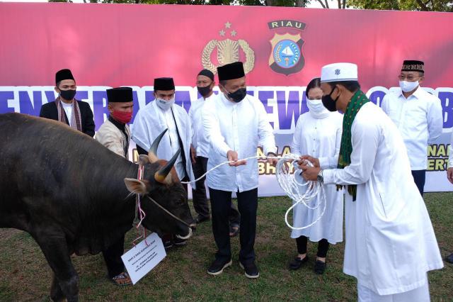 Kapolda Serahkan Secara Simbolis, Hewan Kurban Polda Riau Dan Jajaran Berjumlah 249 Ekor