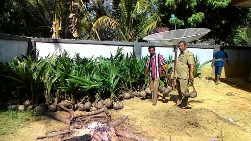 Warga Sumber Sari Tapung Hulu Terima 1.600 Bibit Gratis Kelapa Hibrida