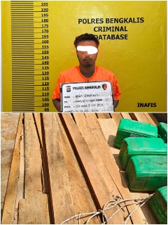 Illegal Logging di Siak Kecil, Polres Bengkalis Amankan Satu Pelaku Pembalakan Liar