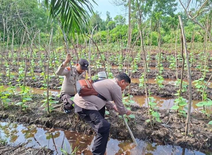 Dukung Program Ketahanan Pangan, Bhabinkamtibmas Tinjau Lahan Pertanian Warga di Lubuk Gaung