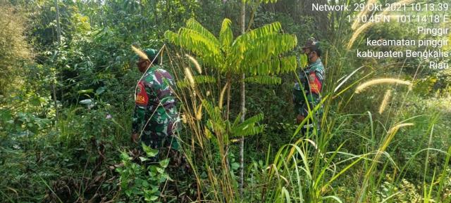 TNI Koramil 04/Mandau Cek Lahan Yang Mengundang Api Dan Rawan Terbakar di Kelurahan Pinggir