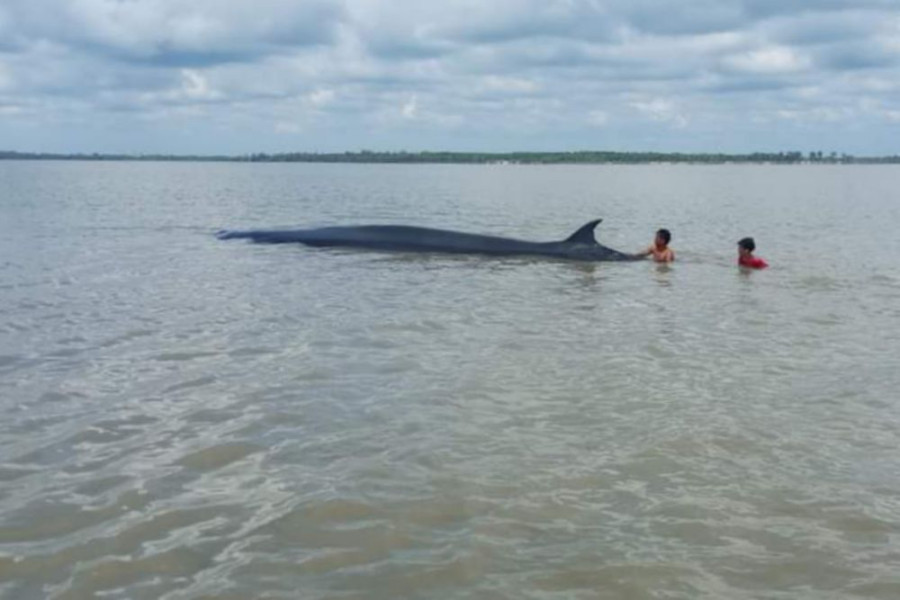 Ikan Paus Terdampar di panipahan, Nelayan Lakukan Penyelamatan