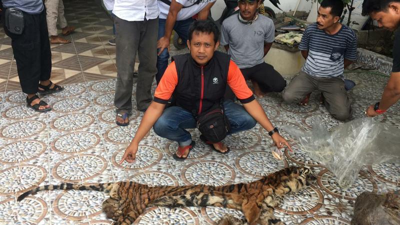 Tiga Orang Tertangkap, Polda Riau Ungkap Perdagangan Kulit-Organ Harimau