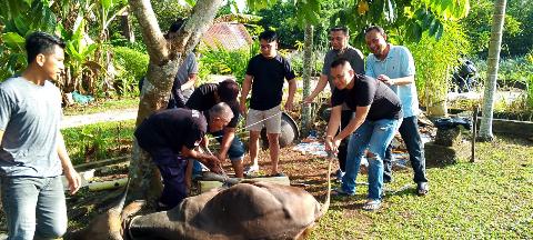 Idul Adha 1446 H, Diskominfotik Sembelih 6 Ekor Hewan Qurban