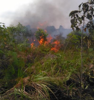 Api cepat menyebar dan lahap ± 4 hektar lahan masyarakat