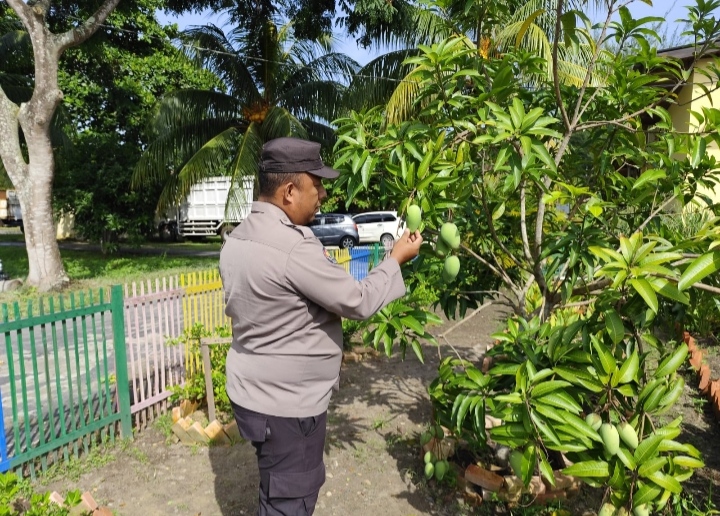 Dukung Ketahanan Pangan, Polsek Dumai Timur dan Petani Lakukan Pengecekan Kebun Mangga