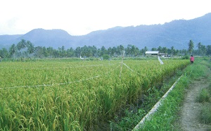 Dinas TPH Inhu Akan Canangkan Kembali Program Cetak Sawah