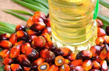 Terdapat Permasalahan Dalam Mengelola Sawit di Riau