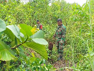 Babinsa Koramil 03/Mandau Sisir Titik Rawan Api Guna Cegah Karhutla