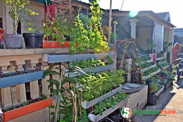 TOGA Selain Bisnis Sampingan Juga Berkasiat Untuk Obat Alami