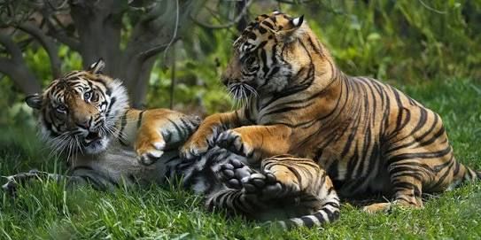 Terpantau Kamera, Kembang Biak Harimau Sumatera Menggembirakan
