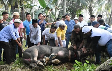 Penobatan Gelar Sultan, Azis Zaenal Sembelih Tiga Ekor Kerbau