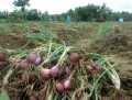 Wow...Bawang Merah Kampar dipasarkan  ke Sumatera Utara