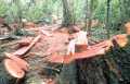 Polres Kepulauan Meranti Tangkap Terduga Pelaku Illegal Logging