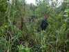Babinsa Koramil 03/Mandau Pantau Lahan dan Hutan di Titik Rawan Api