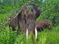 Akibat Hutan beralih fungsi, Habitat Gajah Sumatera semakin hari semakin memprihatinkan