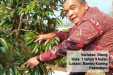 Mengintip Kebun Durian Percontohan Wagub Riau di Pekanbaru
