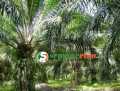 Waspada ” Ninja Sawit “ bagi petani sawit